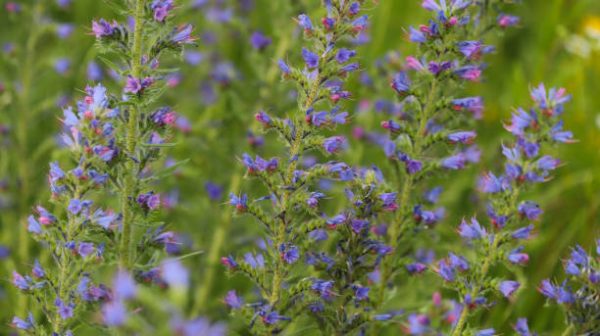Vipers Bugloss (Echium vulgare)   0.7g approx. 70 seeds - Image 2