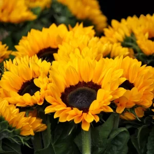 Dwarf Sunflower Helianthus ‘Goldimi Dwarf’ Green manure