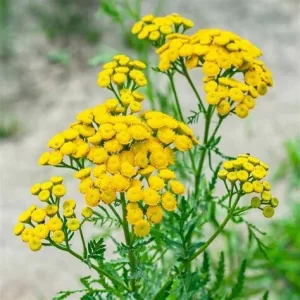 Tansy (Tanacetum vulgare)   0.2g approx. 500 seeds